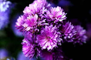 艾皇手机号测压